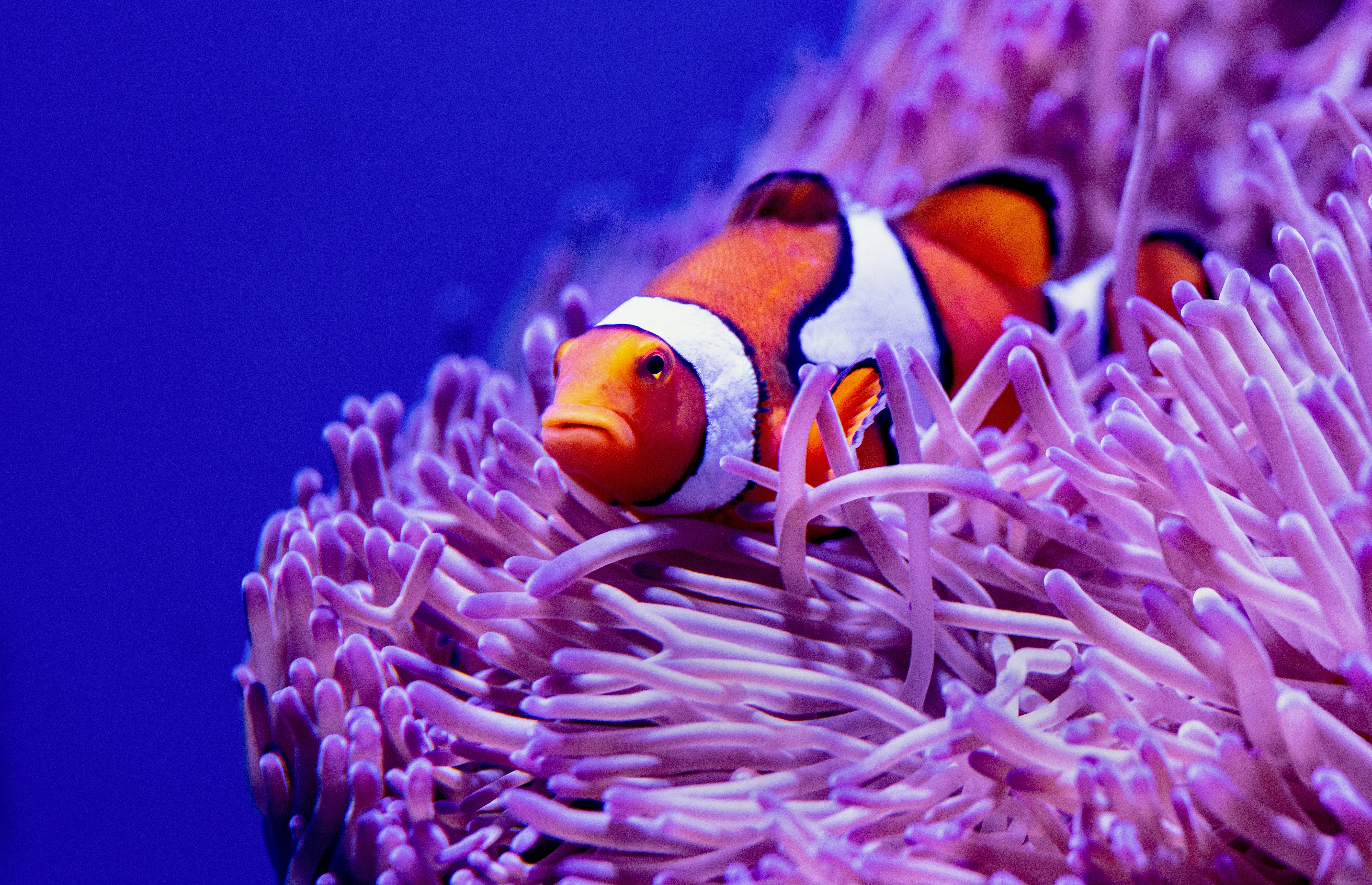 Nuo Workplace - Office Accessories - Aquariums and Planters